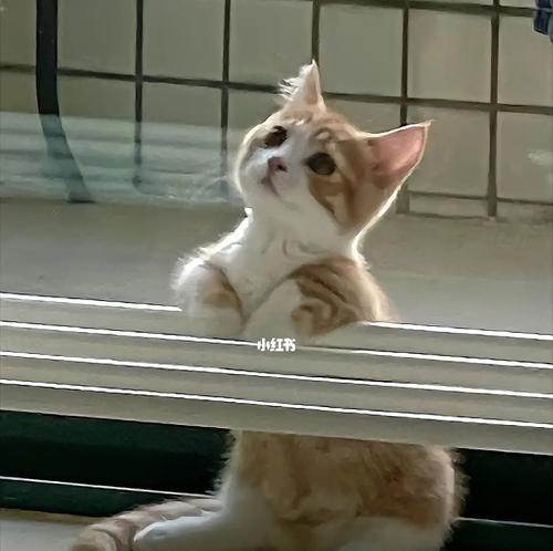 一个多月的猫咪吃多少钱合适？如何合理安排猫咪的饮食预算？