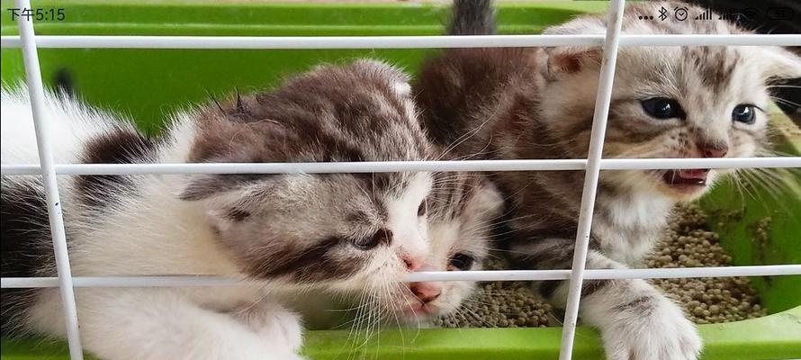 一个多月的小猫摔了吐了怎么办？常见原因和处理方法是什么？