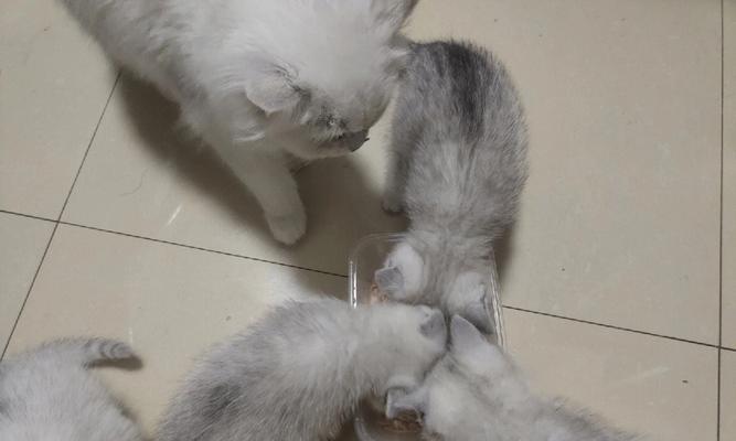一个多月的小猫摔了吐了怎么办？常见原因和处理方法是什么？