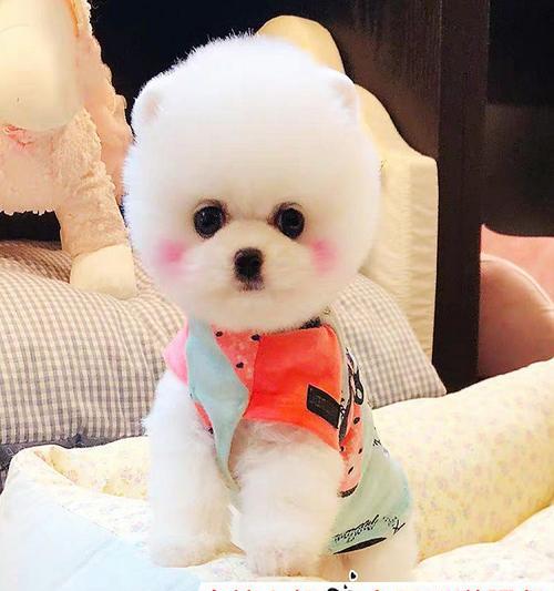 耳朵很长的狗是什么品种？如何识别长耳犬种？
