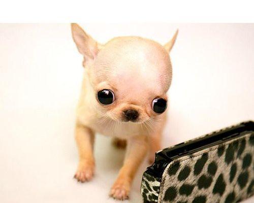 耳朵很长的狗是什么品种？如何识别长耳犬种？