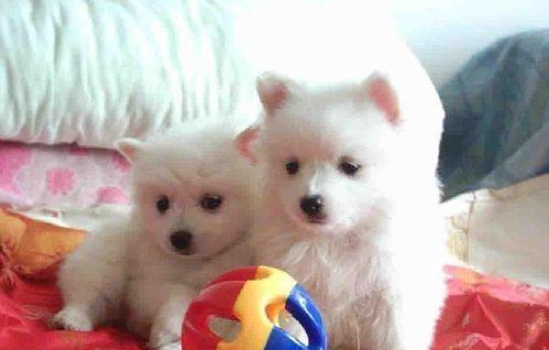 银狐狗狗出生了怎么照顾？银狐犬图片有哪些特点？
