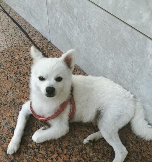 银狐狗狗出生了怎么照顾？银狐犬图片有哪些特点？