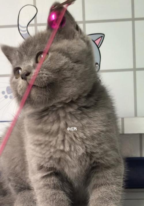 英短蓝猫猫藓怎么治疗？预防和护理方法有哪些？