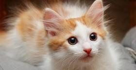 有最可爱的小猫图片大全？如何下载高清小猫图片？