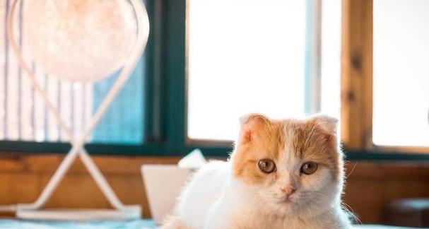 有最可爱的小猫图片大全？如何下载高清小猫图片？