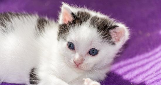 有最可爱的小猫图片大全？如何下载高清小猫图片？