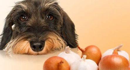 幼犬不吃不爱吃饭怎么办？有效解决幼犬饮食问题的方法是什么？