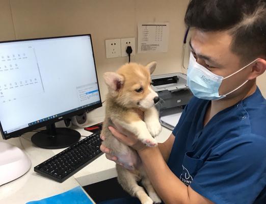 幼犬体检都检查什么情况？需要做哪些项目？