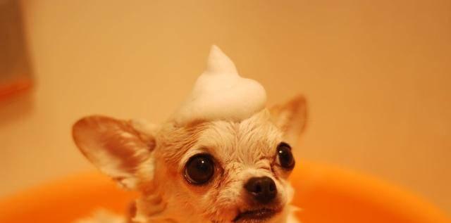狗狗不咬人的情况有哪些？如何安全接近陌生犬只？