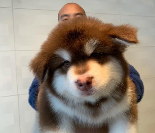 阿拉斯加幼犬喂药方法是什么？需要注意哪些常见问题？