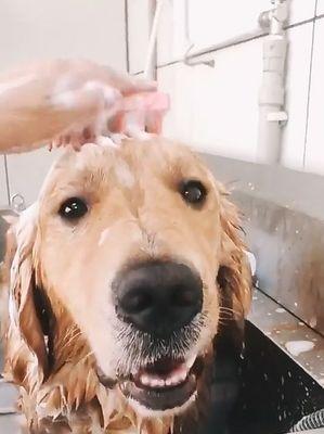 怎么给狗狗洗澡视频教程？洗澡步骤和注意事项是什么？
