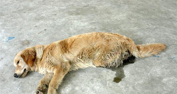 狗狗体内有虫子怎么检查？常见症状有哪些？