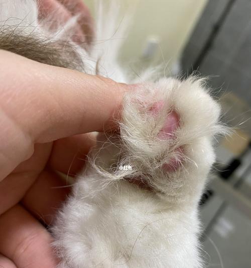 猫咪皮肤病怎么判断？有哪些常见症状和治疗方法？