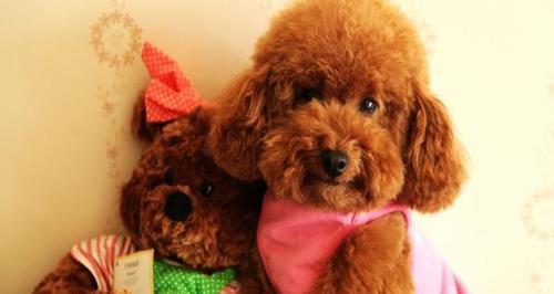 怎么判断泰迪犬是否怀孕？怀孕初期有哪些迹象？