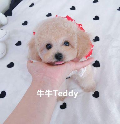 怎么判断泰迪犬是否怀孕？怀孕初期有哪些迹象？