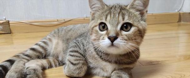 怎么区分虎斑猫和狸花猫？它们的特征有哪些不同？
