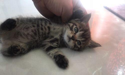 怎么区分虎斑猫和狸花猫？它们的特征有哪些不同？
