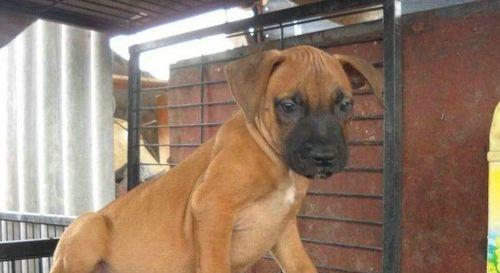 怎么挑选一条好的比特犬？购买比特犬时应考虑哪些因素？