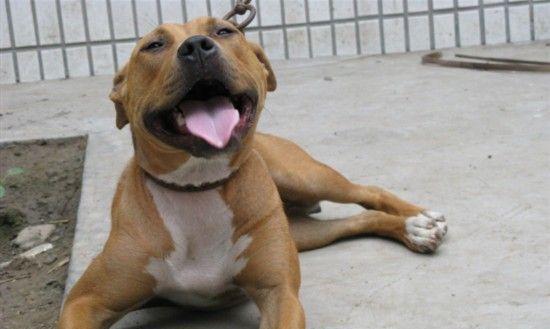 怎么挑选一条好的比特犬？购买比特犬时应考虑哪些因素？