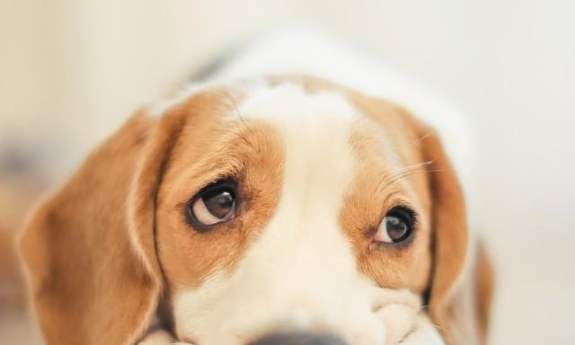 狗狗缺钙有哪些明显迹象？如何正确判断？