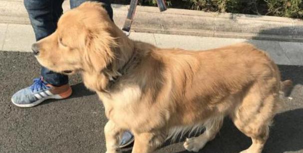 狗狗缺钙有哪些明显迹象？如何正确判断？