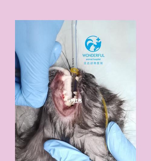 狗狗结石怎么检查？有哪些症状表现？