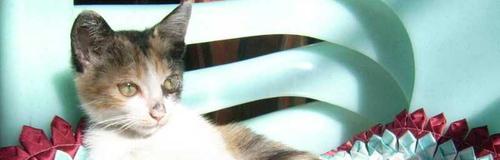 猫咪发烧的迹象是什么？如何准确测量体温？
