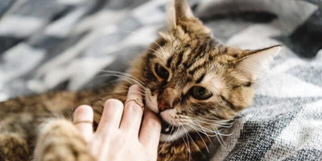 猫咪出现哪些症状可能是狂犬病？如何正确诊断？