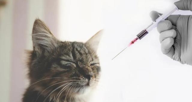 猫咪出现哪些症状可能是狂犬病？如何正确诊断？