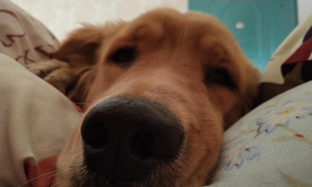 狗狗大便正常吗？如何判断狗狗的排泄物是否健康？