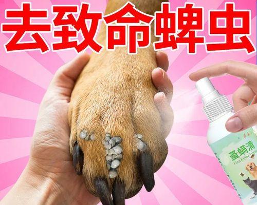 狗狗螨虫感染怎么治疗？哪种药物最有效？