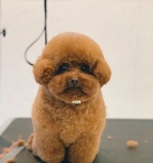 10斤泰迪犬每天应该吃多少食物？喂食量有标准吗？