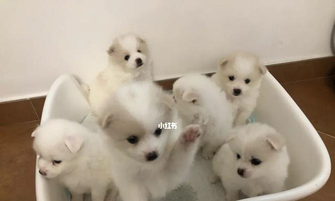20多天狗狗吃什么奶好？选择合适的奶制品指南