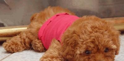 2个月大的泰迪犬能开始吃狗粮吗？喂食狗粮的正确方法是什么？