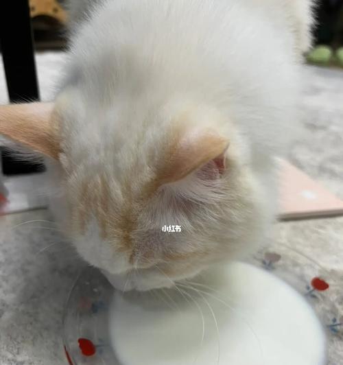 2个月的小猫一天应该吃多少食物？喂食指南和常见问题解答？