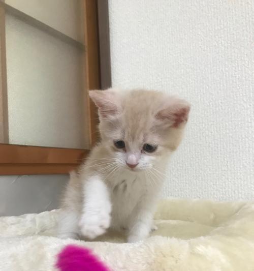 2个月的小猫一天应该吃多少食物？喂食指南和常见问题解答？