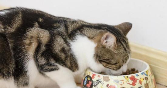 2个月的小猫一天应该吃多少食物？喂食指南和常见问题解答？
