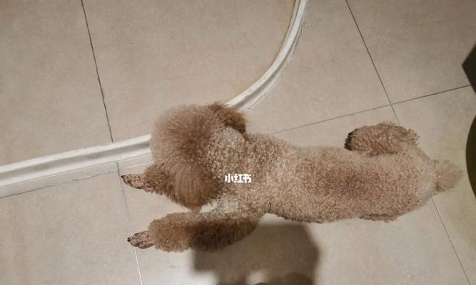 2岁的狗上厕所训练方法是什么？训练过程中需要注意哪些问题？