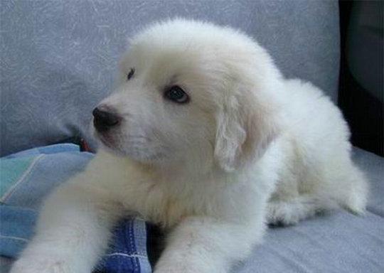 3个月大的狗狗通常有多大？如何根据图片判断狗狗的年龄？