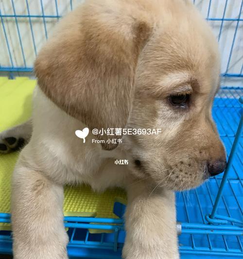 3个月大的狗狗通常有多大？如何根据图片判断狗狗的年龄？