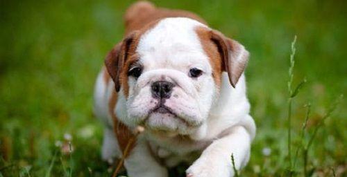 3个月大的斗牛犬每日应摄入多少狗粮？