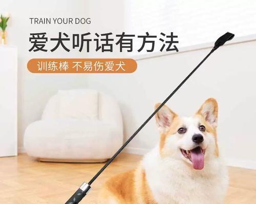 3岁狗狗大小便训练方法？常见问题有哪些解决策略？
