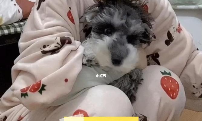 4岁狗狗翻垃圾桶怎么办？如何训练狗狗不翻垃圾桶？
