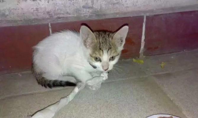 猫咪能感觉到地震吗？512地震中的猫咪反应是怎样的？