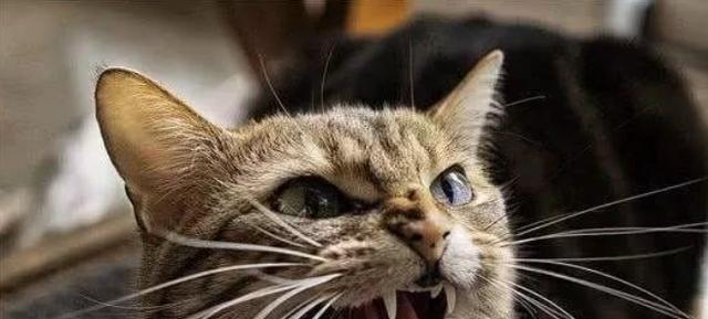 猫咪能感觉到地震吗？512地震中的猫咪反应是怎样的？