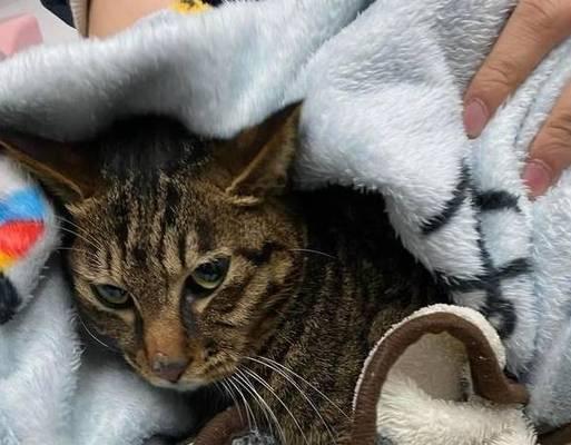 猫咪能感觉到地震吗？512地震中的猫咪反应是怎样的？