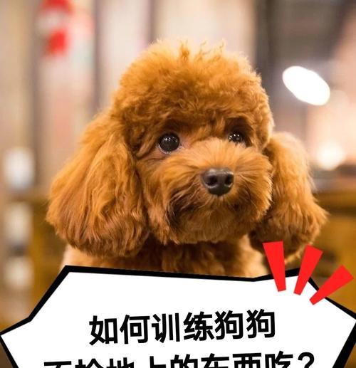 如何训练狗狗吃狗粮？有哪些有效的方法？