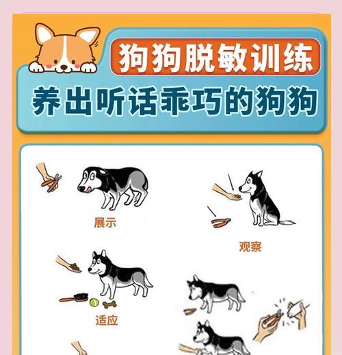 如何训练狗狗吃狗粮？有哪些有效的方法？