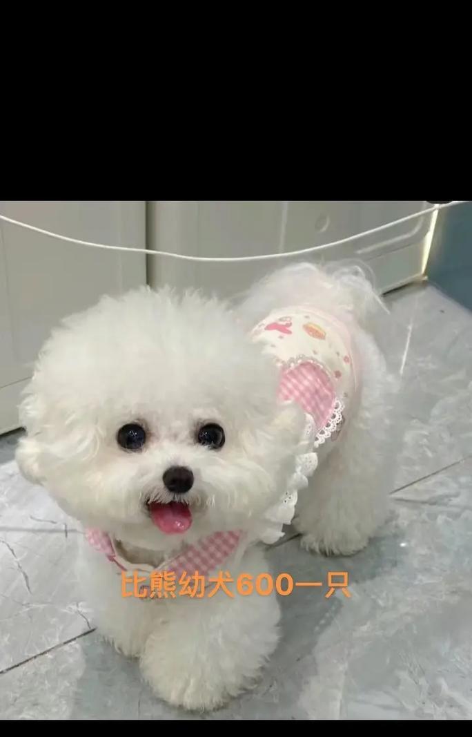 比熊宠物狗能不能吃鸡蛋黄拌狗粮？这样喂食有什么风险？